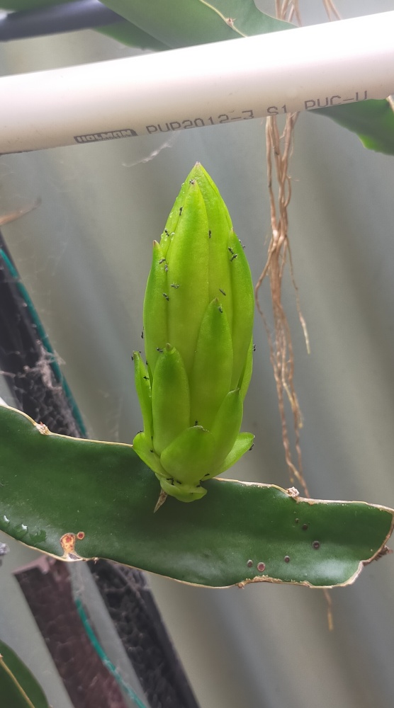 Bigger buds